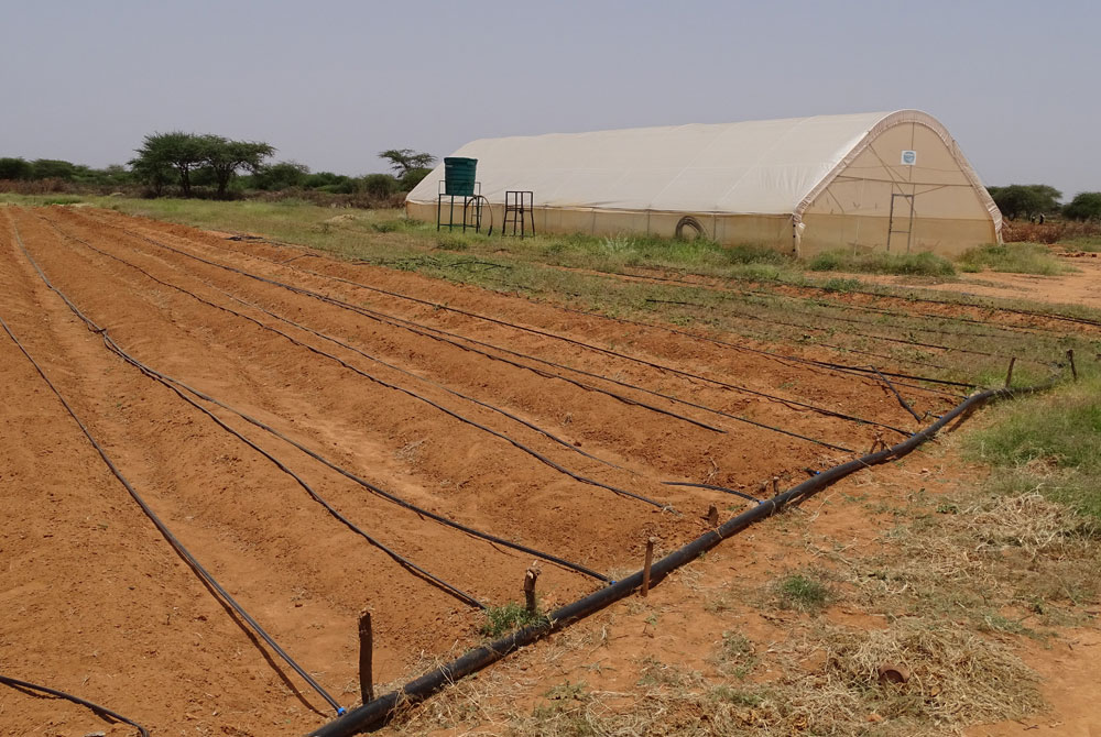 Acriculture in Somaliland